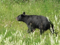 Black Bear